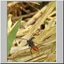 Nomada fabriciana - Wespenbiene 01.jpg